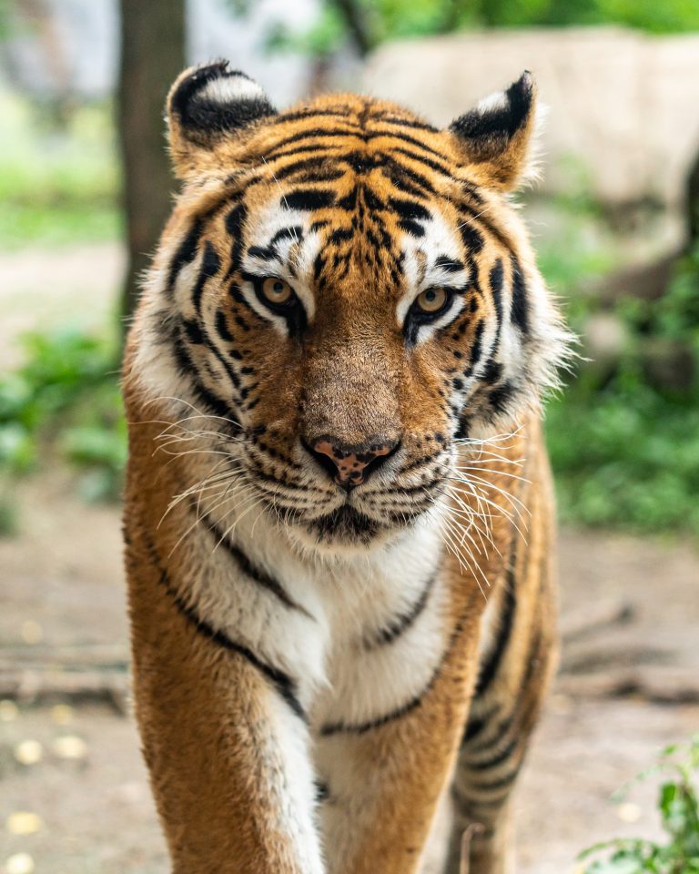 Read more about the article What the Netflix Series Tiger King Can Teach You About Estate Planning-Part 2