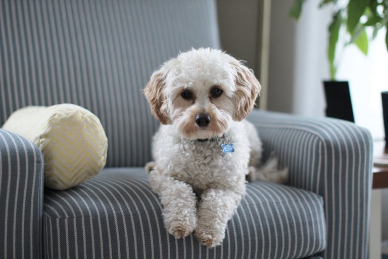 Read more about the article Leaving Your Pet in Your Will Won’t Protect Them – Do This Instead