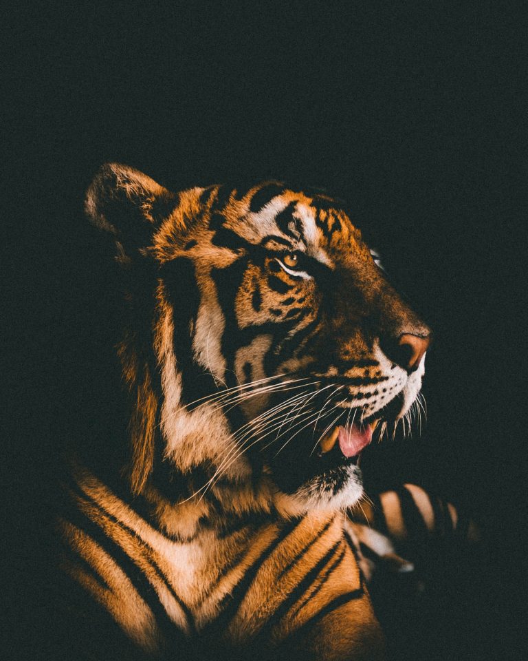 Read more about the article What the Netflix Series Tiger King Can Teach You About Estate Planning-Part 3